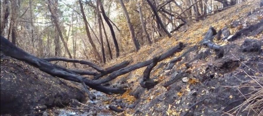 Un estudio comprobó que los incendios forestales alteraron la calidad del agua en la Patagonia