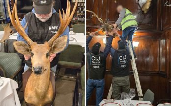 Secuestraron la cabeza de un ciervo de los pantanos en un bar de la Ciudad: es una especie protegida