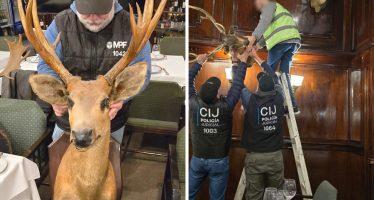 Secuestraron la cabeza de un ciervo de los pantanos en un bar de la Ciudad: es una especie protegida