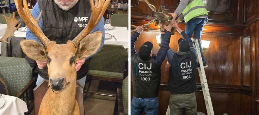 Secuestraron la cabeza de un ciervo de los pantanos en un bar de la Ciudad: es una especie protegida