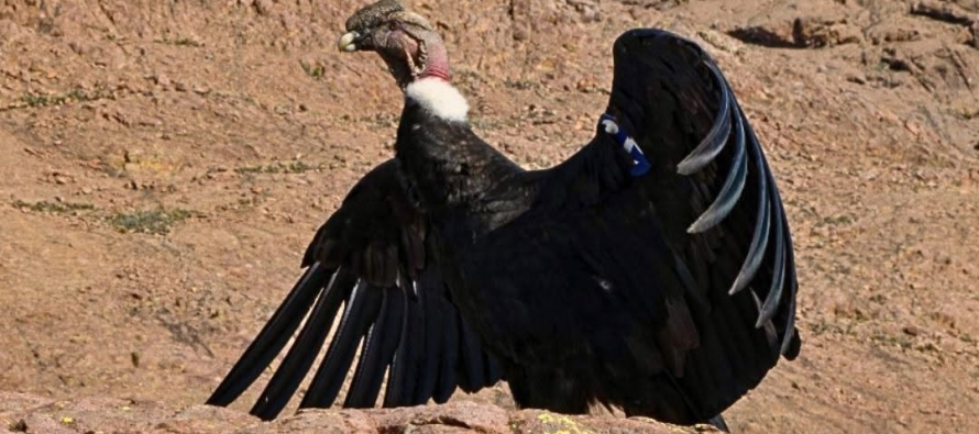 El cóndor andino que se recuperó en Escobar y regresó a la Patagonia