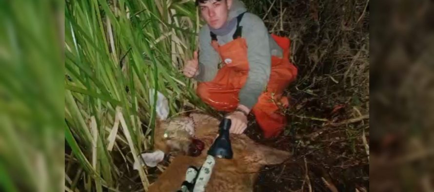 Alerta en el Delta del Paraná: investigan la matanza de un ciervo de los pantanos
